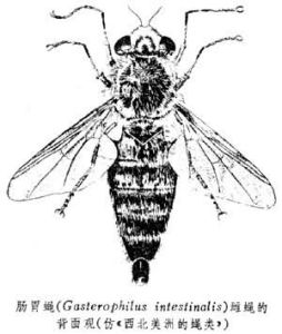 胃蠅屬