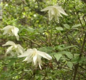 白花長瓣鐵線蓮 白花長瓣鐵線蓮