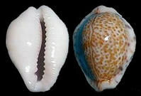 聖海倫寶螺 聖海倫寶螺