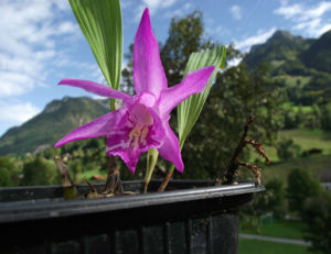 岩生獨蒜蘭 岩生獨蒜蘭