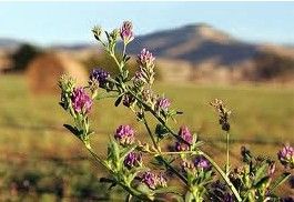 轉基因苜蓿 轉基因苜蓿