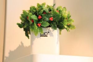 轉角遇見仙人掌 轉角遇見仙人掌