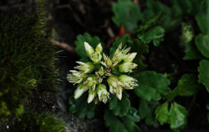 紫綠紅景天 紫綠紅景天