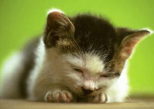 貓病毒性鼻氣管炎 幼貓易發病