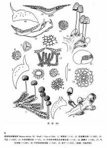 西伯利亞瘤冠苔 西伯利亞瘤冠苔