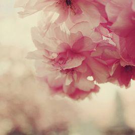 花開花落[1980年孫羽執導電影]