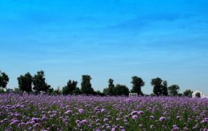 紫谷伊甸園 紫谷伊甸園