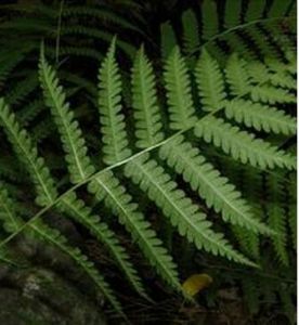 河北蛾眉蕨(原變種) 河北蛾眉蕨(原變種)