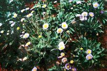 燈盞細辛[菊科飛蓬屬植物]