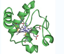 細胞色素 細胞色素