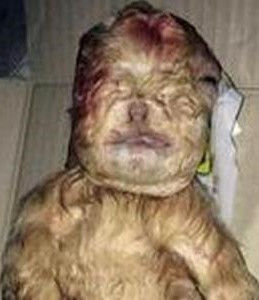 人臉山羊 人臉山羊