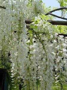 白藤 白藤