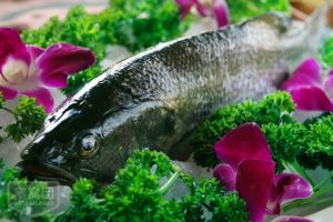 椒汁蒸鱸魚 椒汁蒸鱸魚