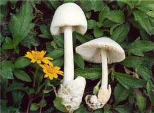 美麗草菇 美麗草菇