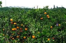 永興冰糖橙果園