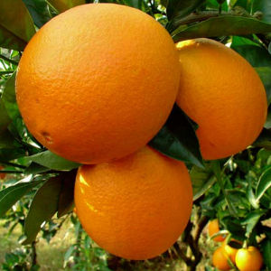 富川臍橙 富川臍橙