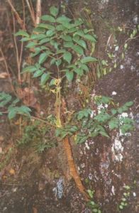 紅心刺蔥 紅心刺蔥