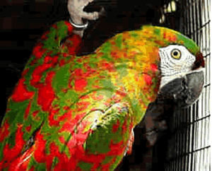 紅班栗額金剛鸚鵡 紅班栗額金剛鸚鵡