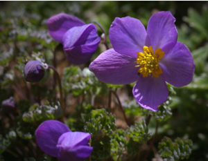 擬耬斗菜 擬耬斗菜