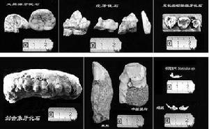 古人類化石、古脊椎動物化石