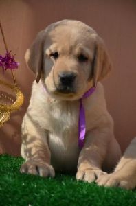 拉布拉多 拉布拉多