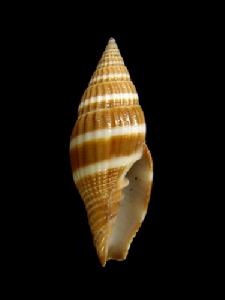 黑蛹筆螺 黑蛹筆螺