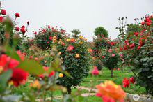 南陽月季博覽園