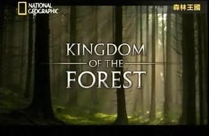 森林王國 森林王國