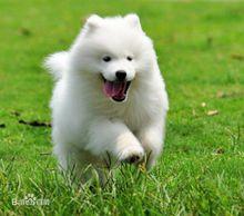 世界犬種智商排行