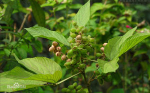 雲南千斤拔 雲南千斤拔