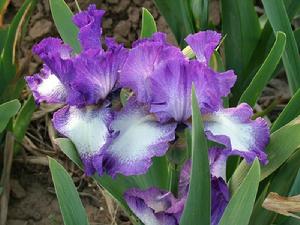 德國鳶尾 德國鳶尾