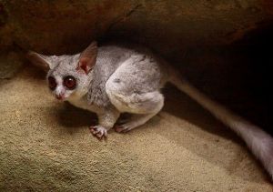 蓬尾嬰猴 蓬尾嬰猴