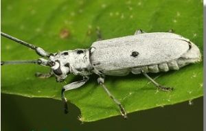 蒼藍蛇紋天牛 蒼藍蛇紋天牛