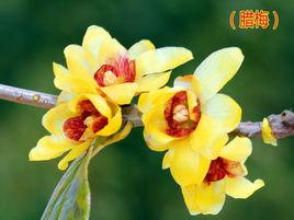 蠟梅[南宋張孝祥的詩作]