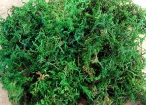 纖枝殘齒蘚 纖枝殘齒蘚