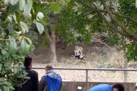1·29寧波動物園老虎咬人事件 1·29寧波動物園老虎咬人事件