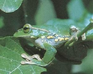 貢山樹蛙
