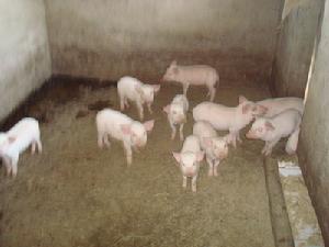 苦竹沖自然村-農村經濟