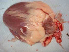 羊黃麴黴毒素中毒 羊黃麴黴毒素中毒