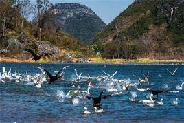 普者黑天鵝湖 普者黑天鵝湖
