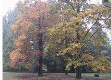 鬱金香木 鬱金香木