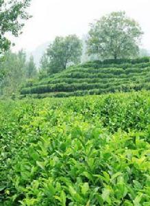 北緯三十三度 北緯三十三度