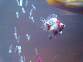 素蘭花文魚 素蘭花文魚