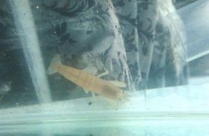 黃金網球蝦 黃金網球蝦