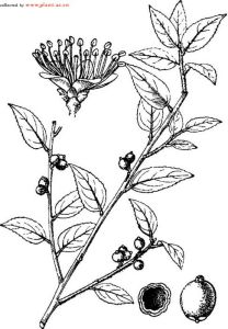 廣西山礬 廣西山礬