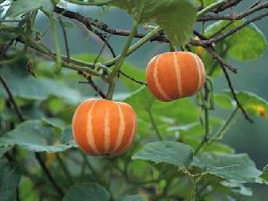 （圖）金童觀賞瓜