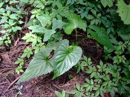 犁頭葉堇菜 犁頭葉堇菜