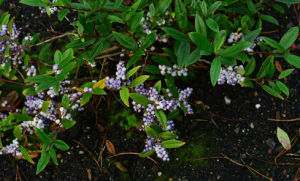 五雄白珠 五雄白珠