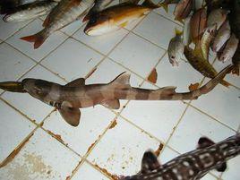 點紋斑竹鯊 點紋斑竹鯊