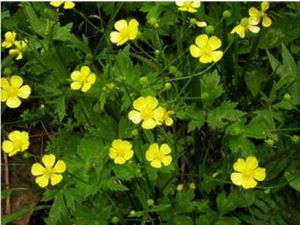 毛托毛茛 毛托毛茛